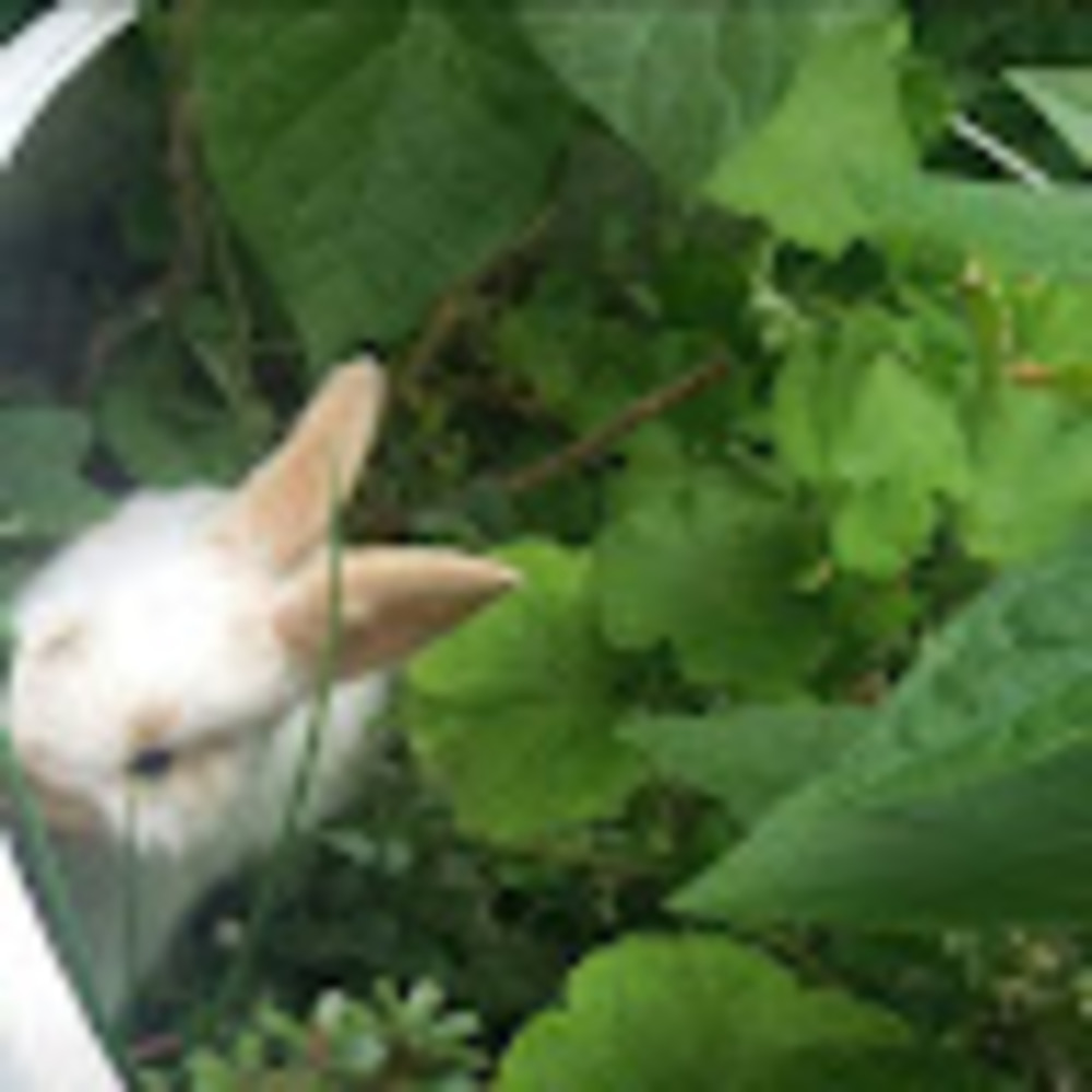 Meet your Posher, Jaz